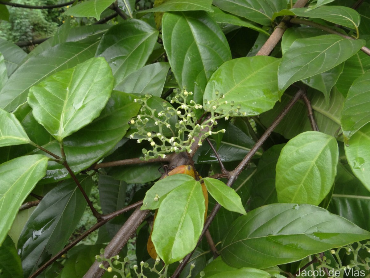 Cayratia reticulata (M.A.Lawson) Mabb.